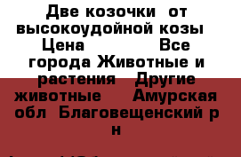 Две козочки  от высокоудойной козы › Цена ­ 20 000 - Все города Животные и растения » Другие животные   . Амурская обл.,Благовещенский р-н